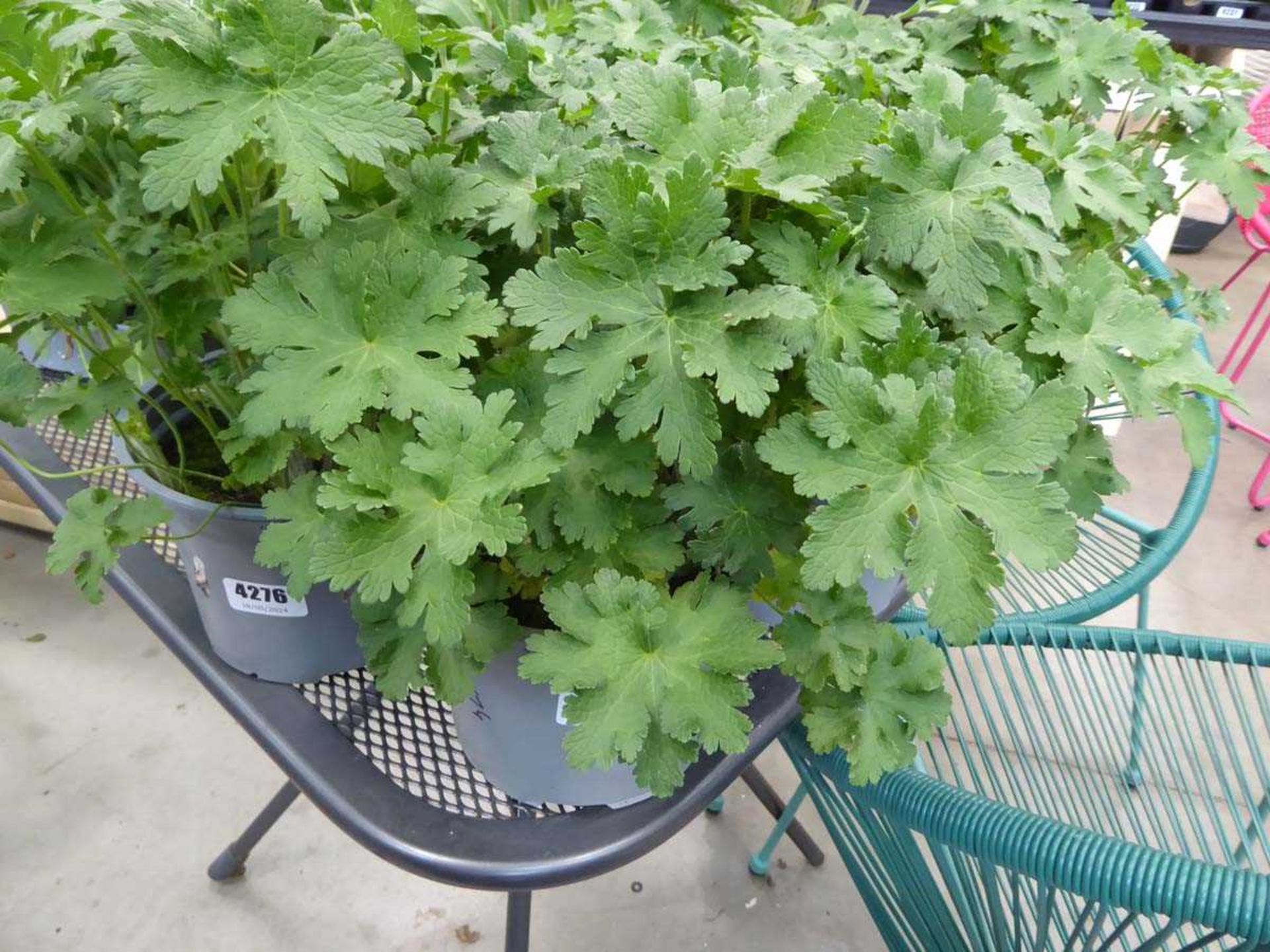 Potted Geranium plant