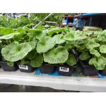 Tray of Geraniums