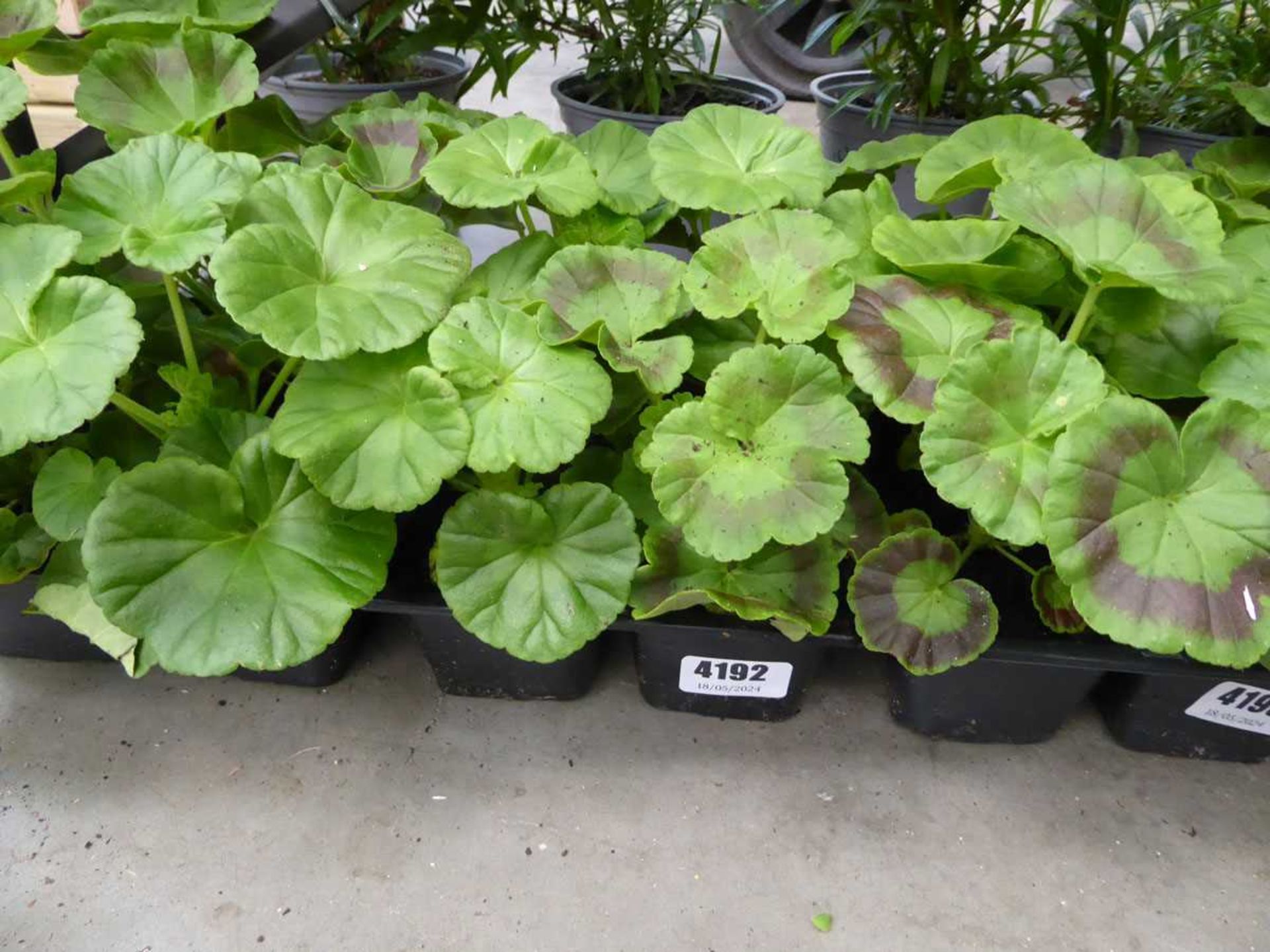 Tray of Geraniums