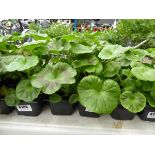 Tray of Geraniums