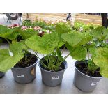 Potted Hollyhock