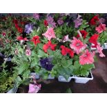 2 small trays of Petunias