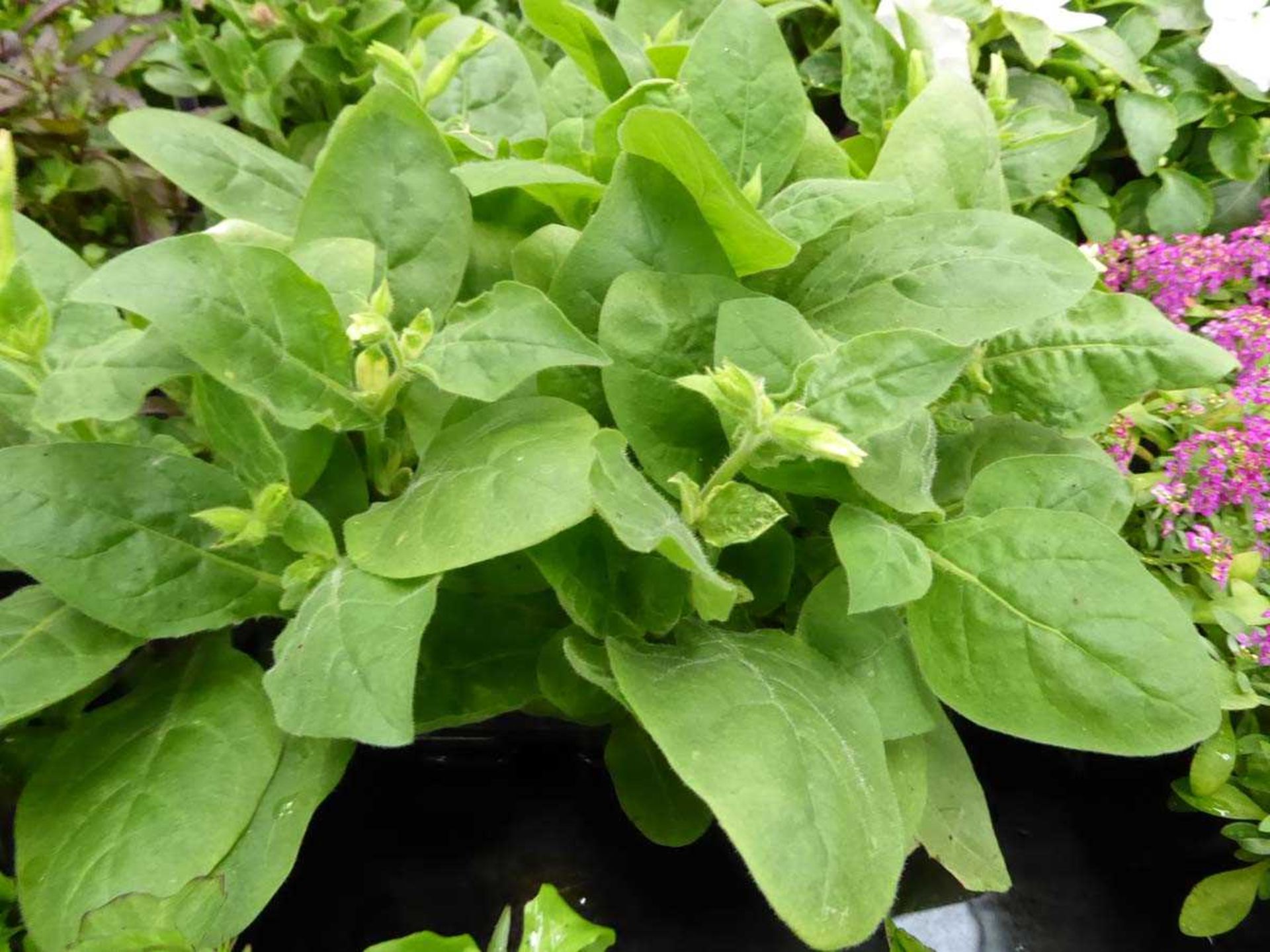 Tray of Nicotiana Plants