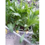 Potted Leucanthemum Daisy plant