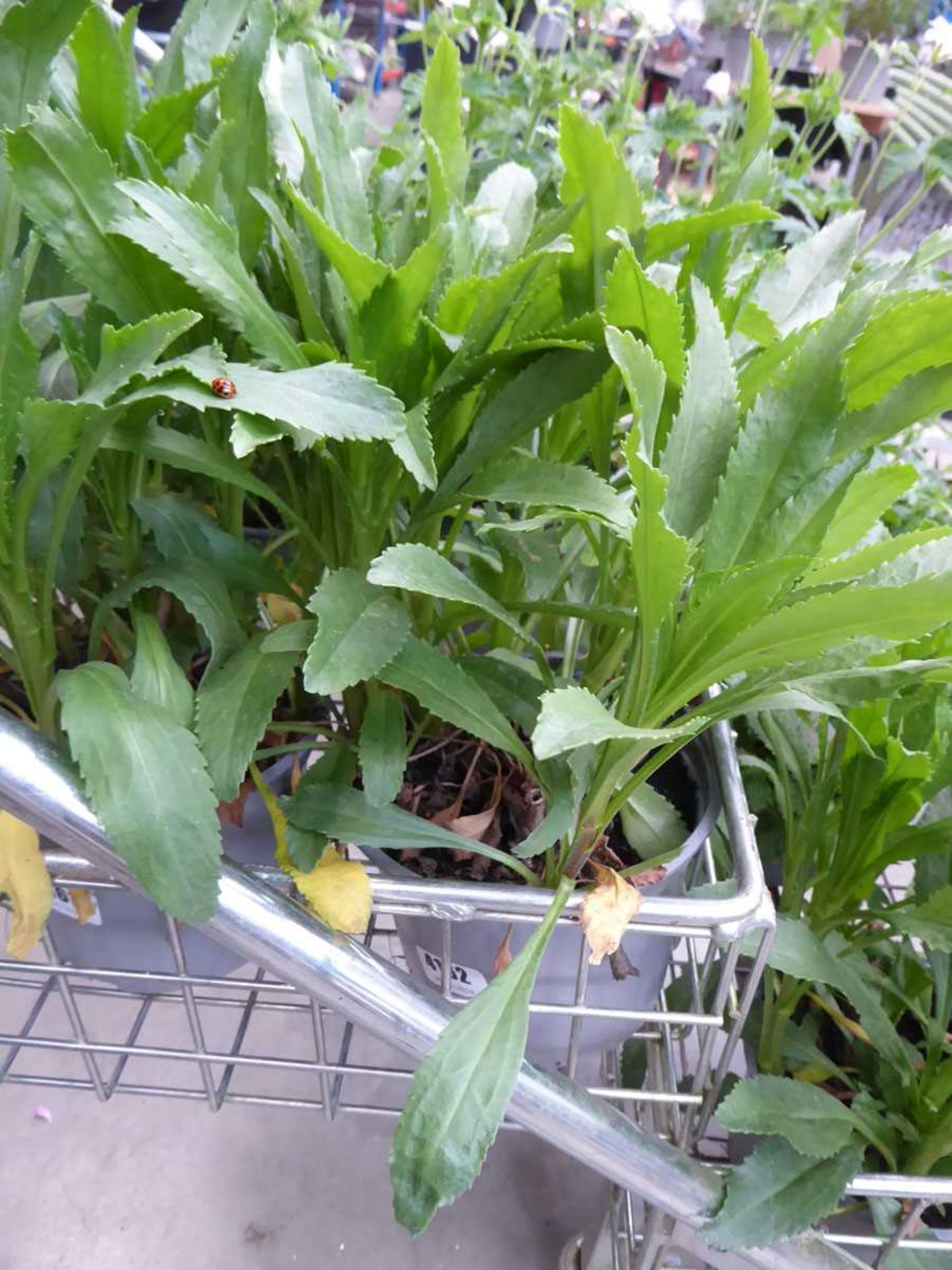 Potted Leucanthemum Daisy plant