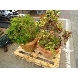 2 large terracotta pots with assorted plants