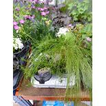 Tray of Perennials