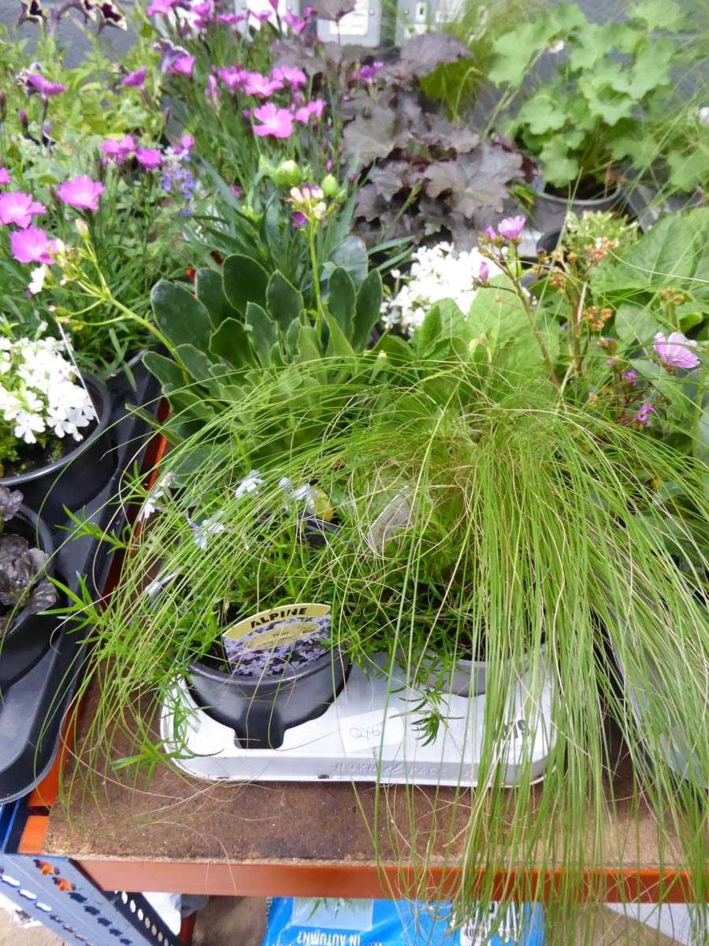 Tray of Perennials