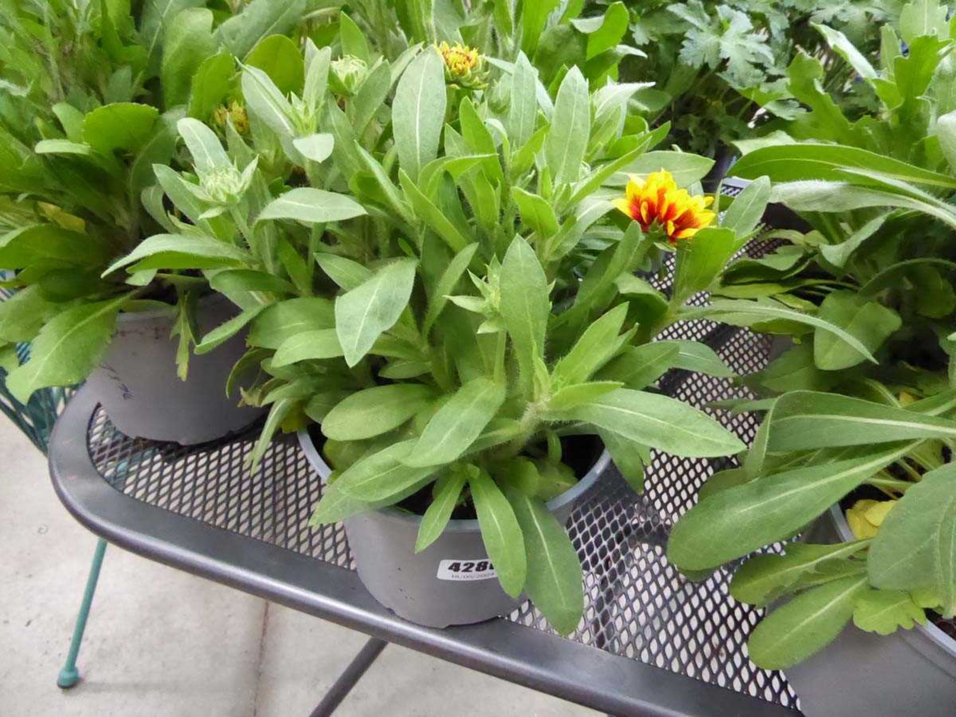 Potted Gaillardia plant