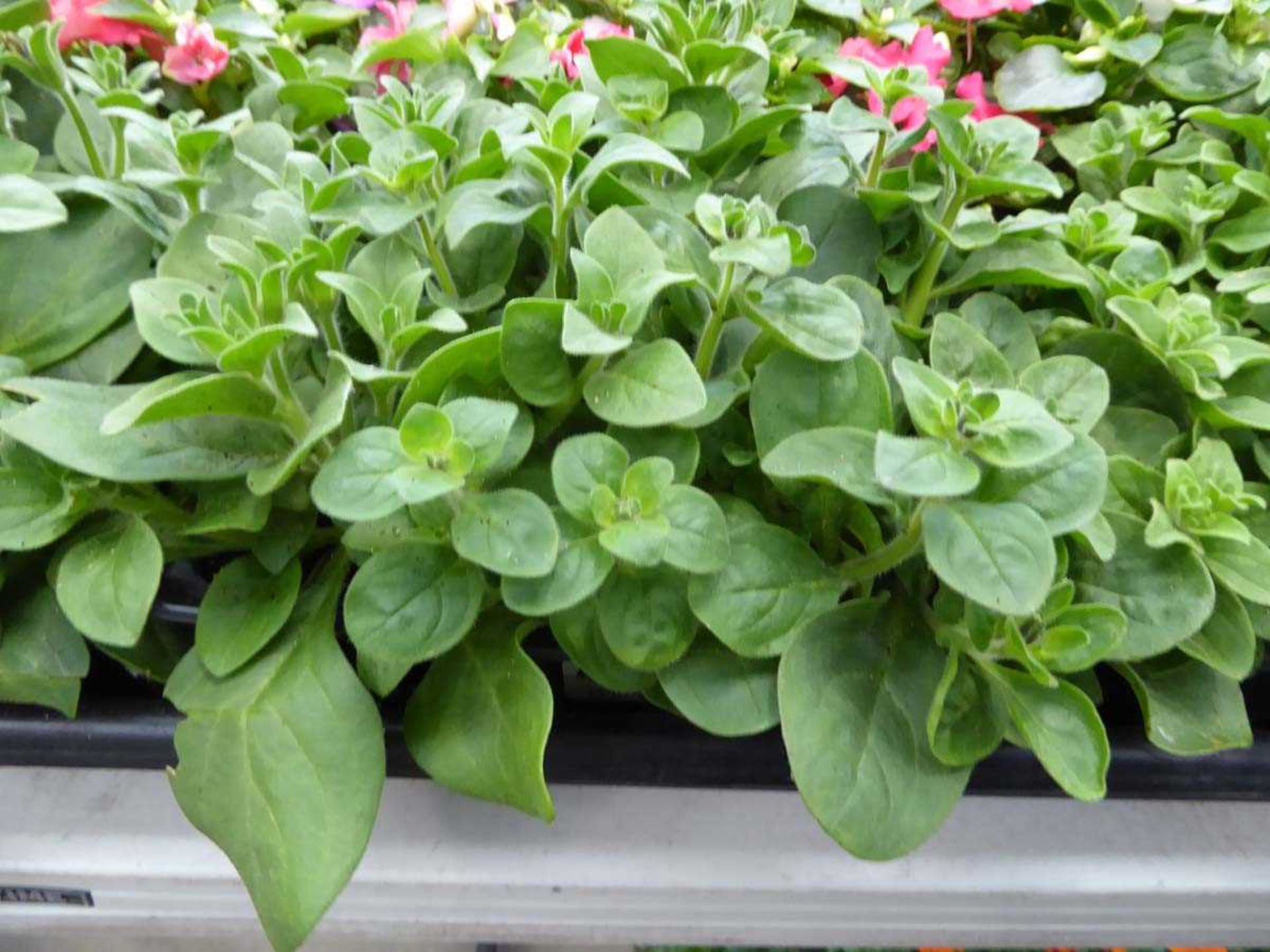 Tray of Petunias