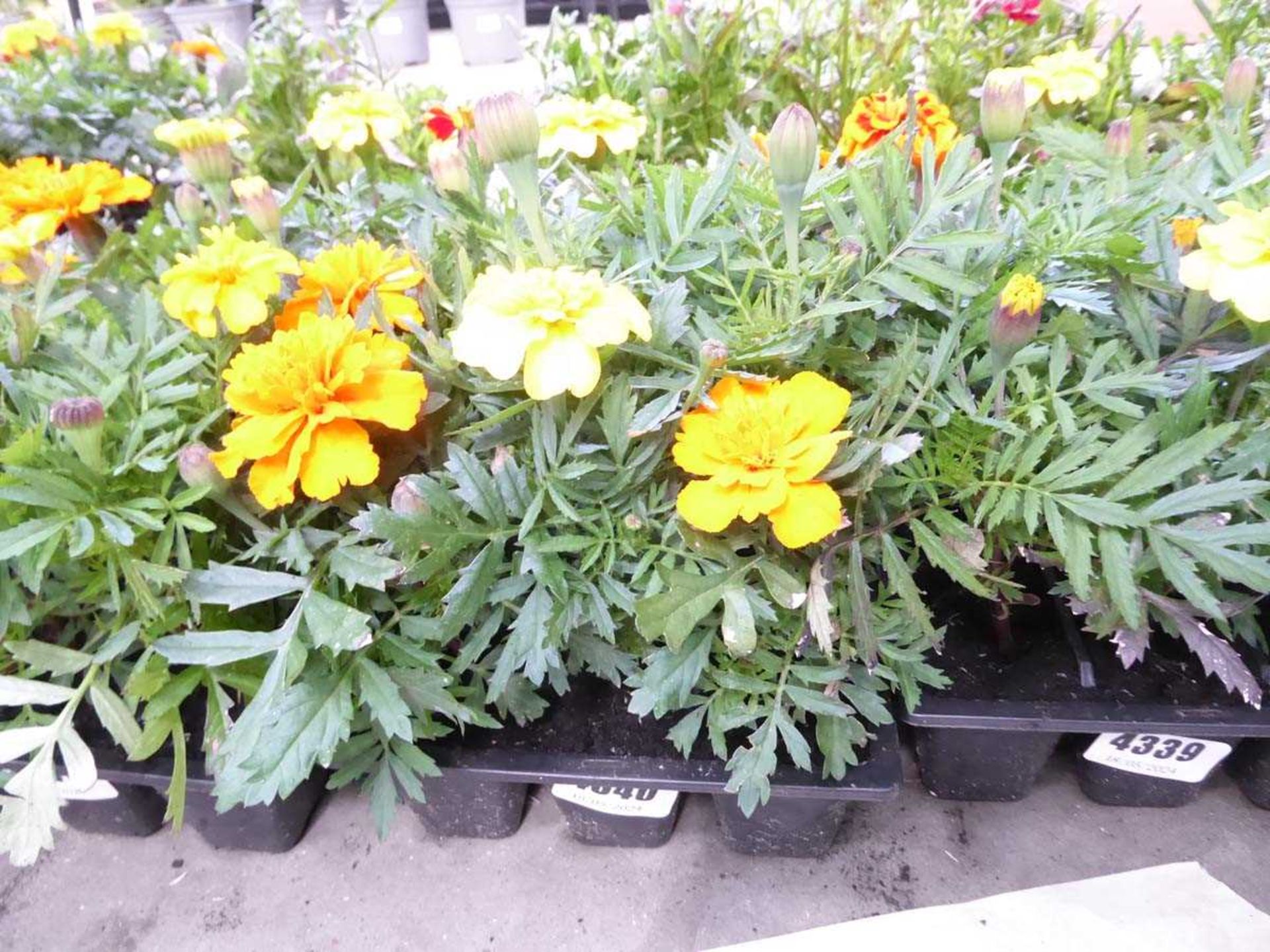 Tray of Marigolds