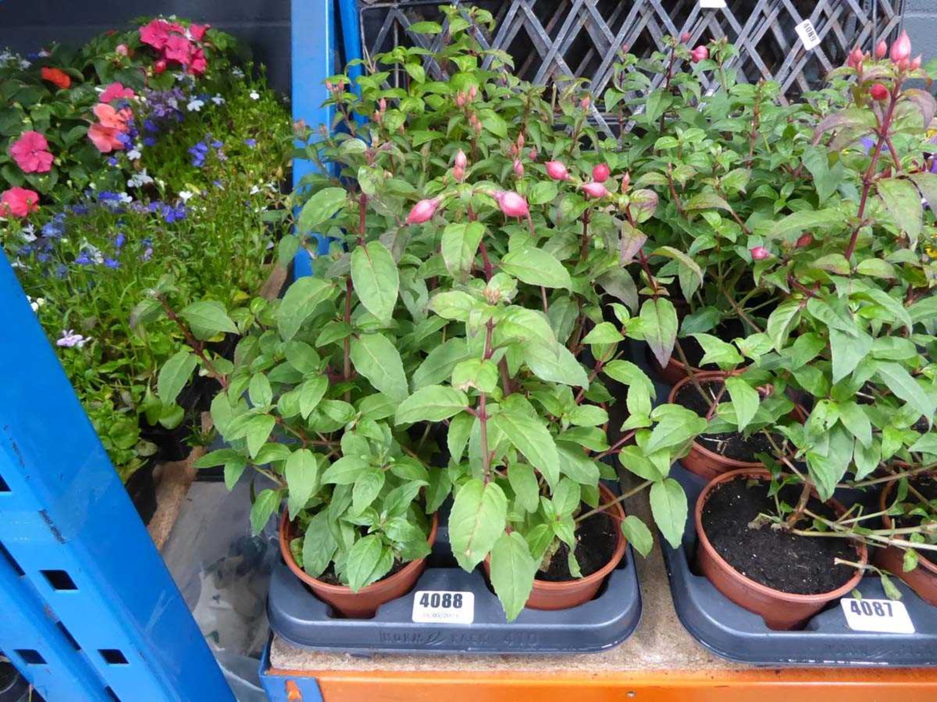 Tray of Fuchsias