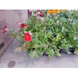 Tray of Nemesia Plants