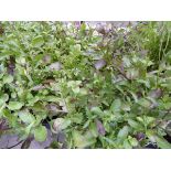 Tray of String of Pearls Purple Lobelia