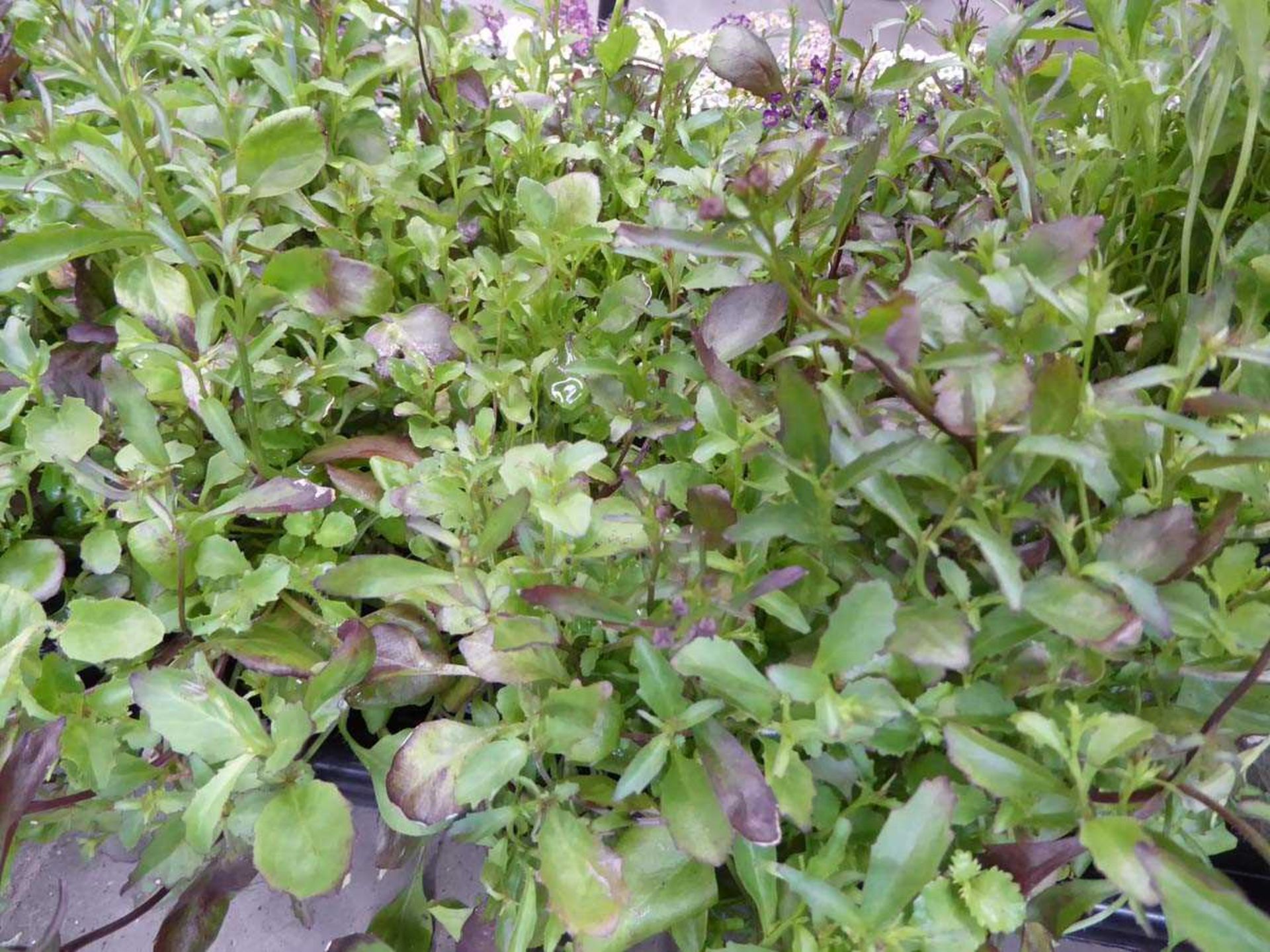 Tray of String of Pearls Purple Lobelia