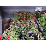 Tray of Petunias