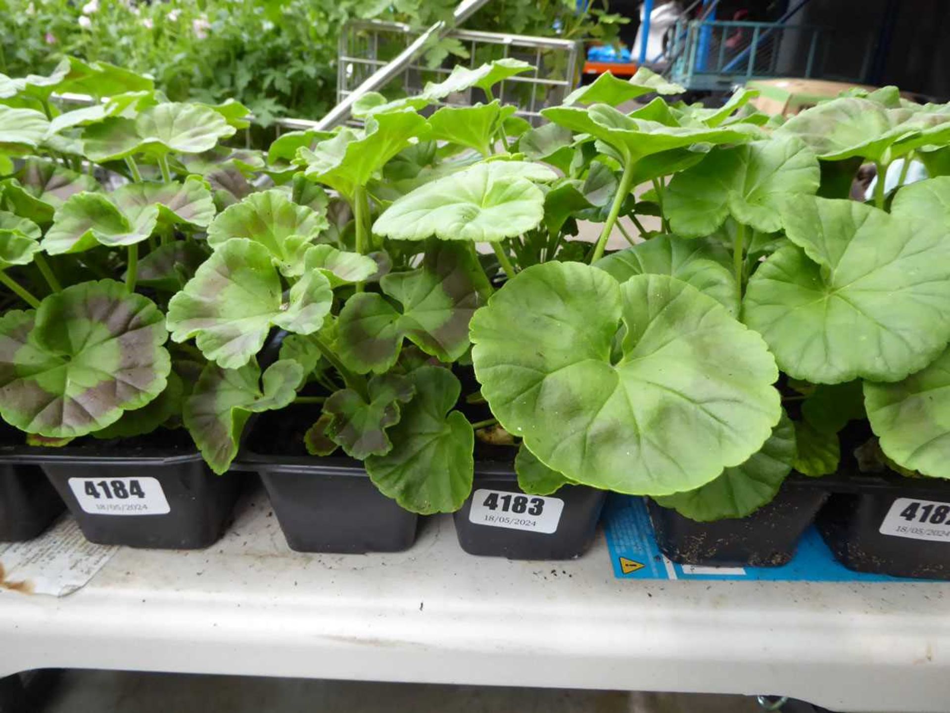 Tray of Geraniums