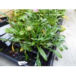 Tray of Asteraceae plants