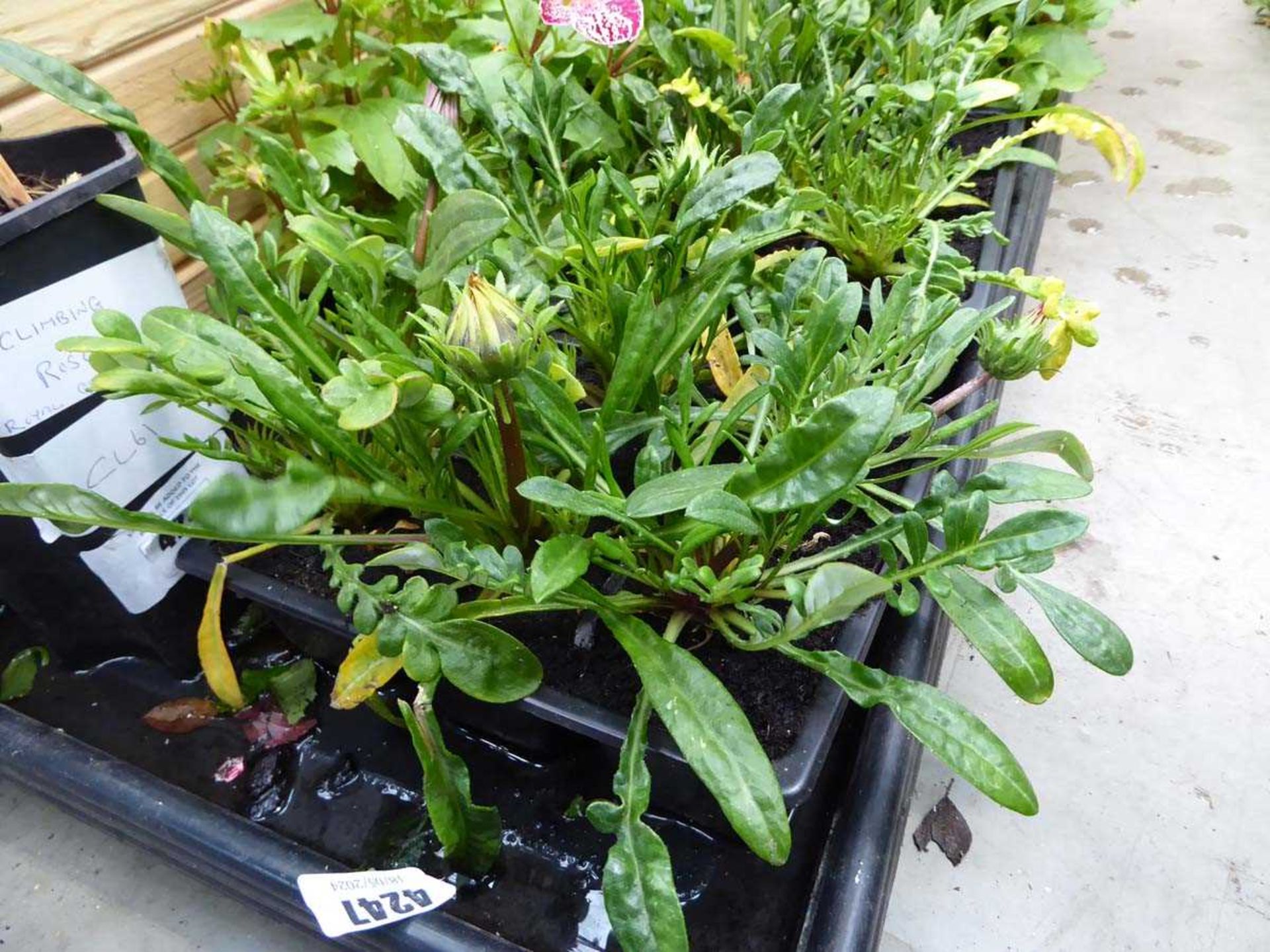 Tray of Asteraceae plants