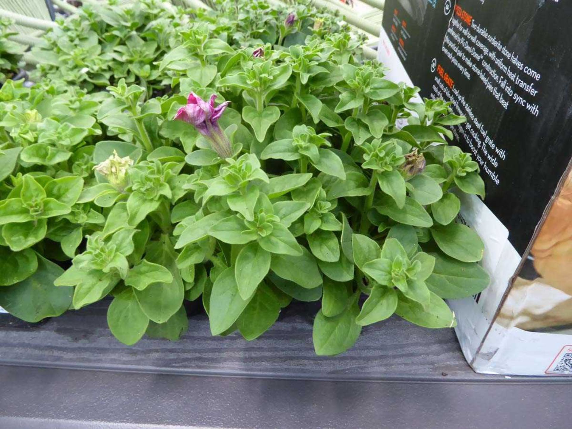 Tray of Petunias