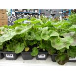 Tray of Geraniums