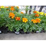Tray of Marigolds