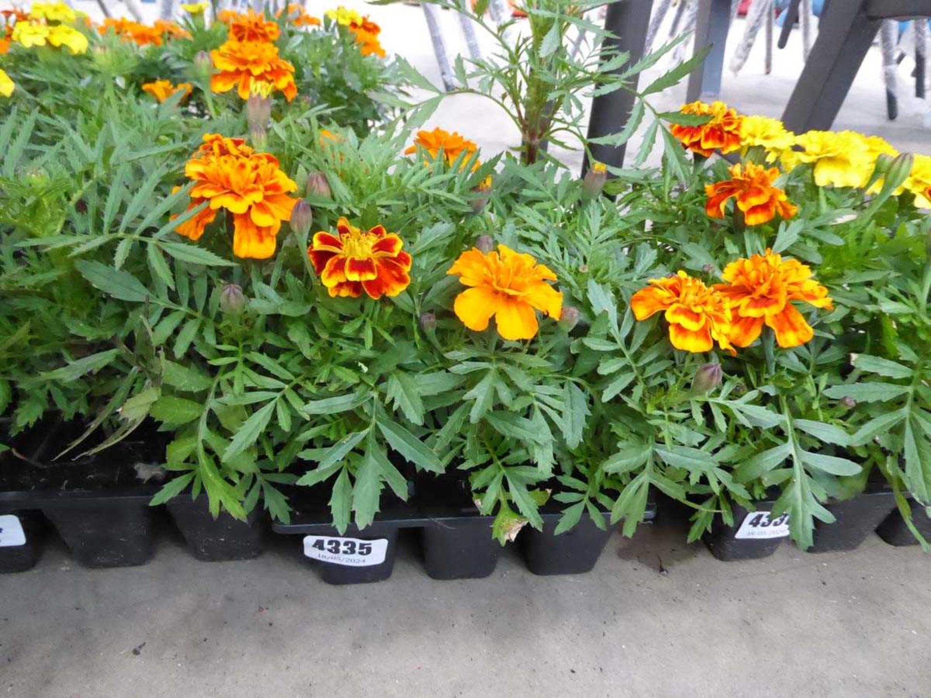 Tray of Marigolds