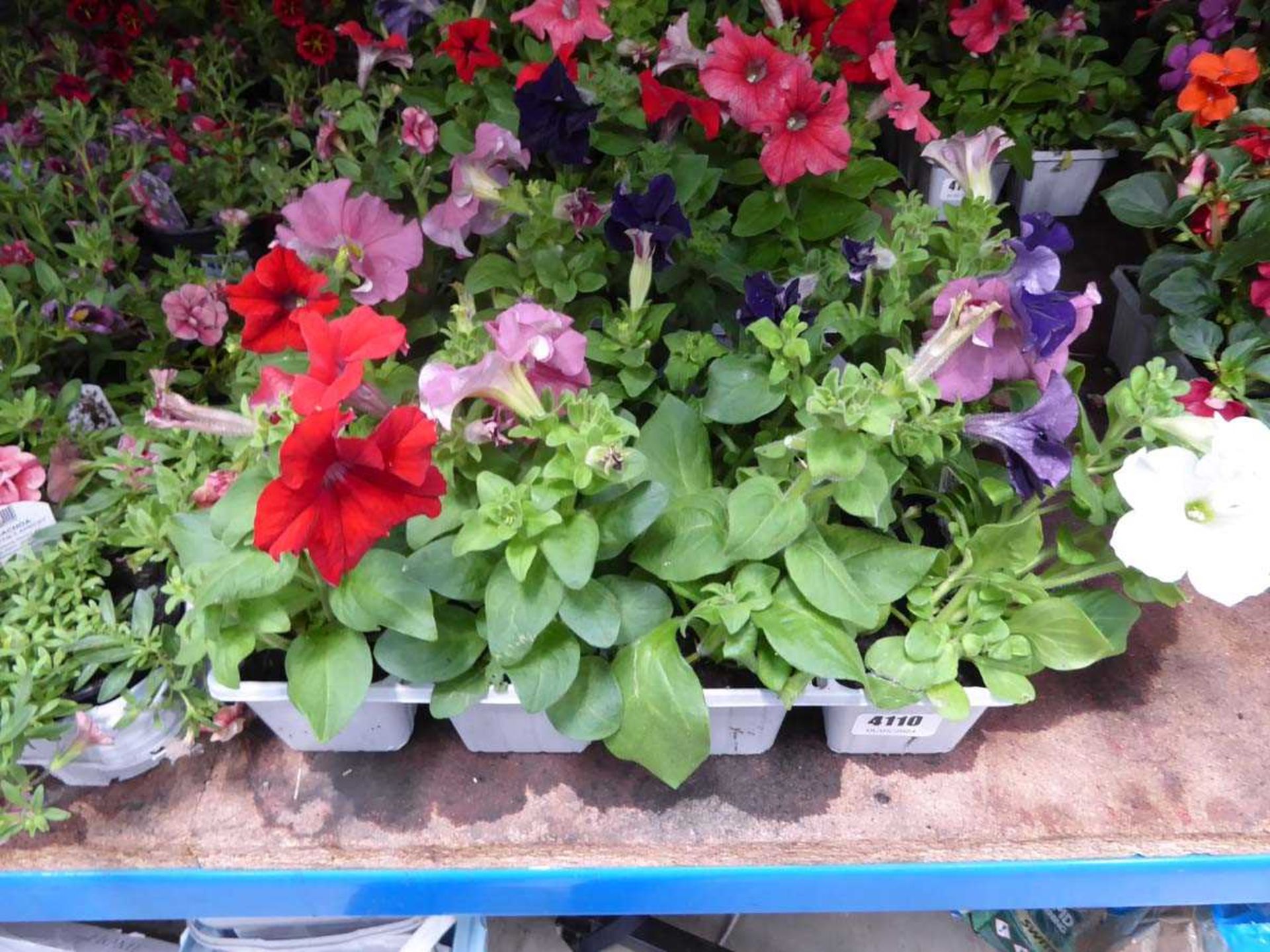 2 small trays of Petunias