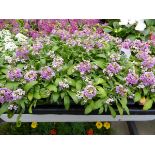 Tray of Pink Alyssum plants