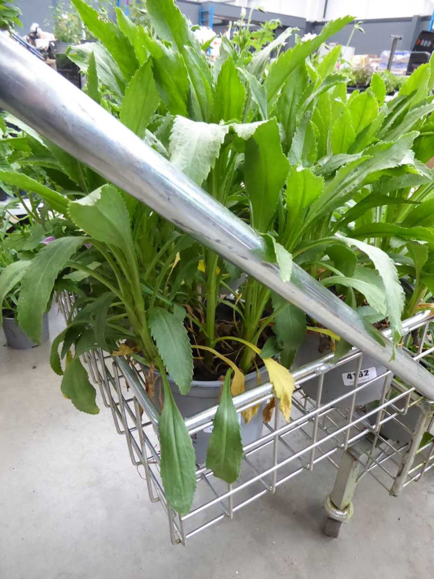 Potted Leucanthemum Daisy plant