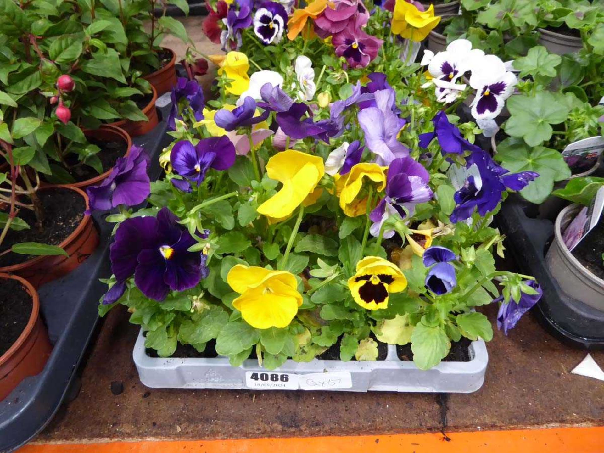 2 trays of Pansies - Image 2 of 3