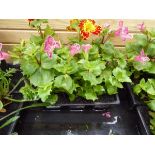 Tray of Erythranthe plants