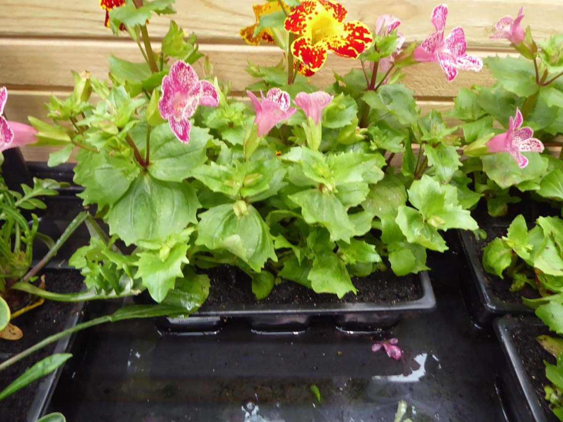 Tray of Erythranthe plants