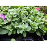 Tray of Petunias