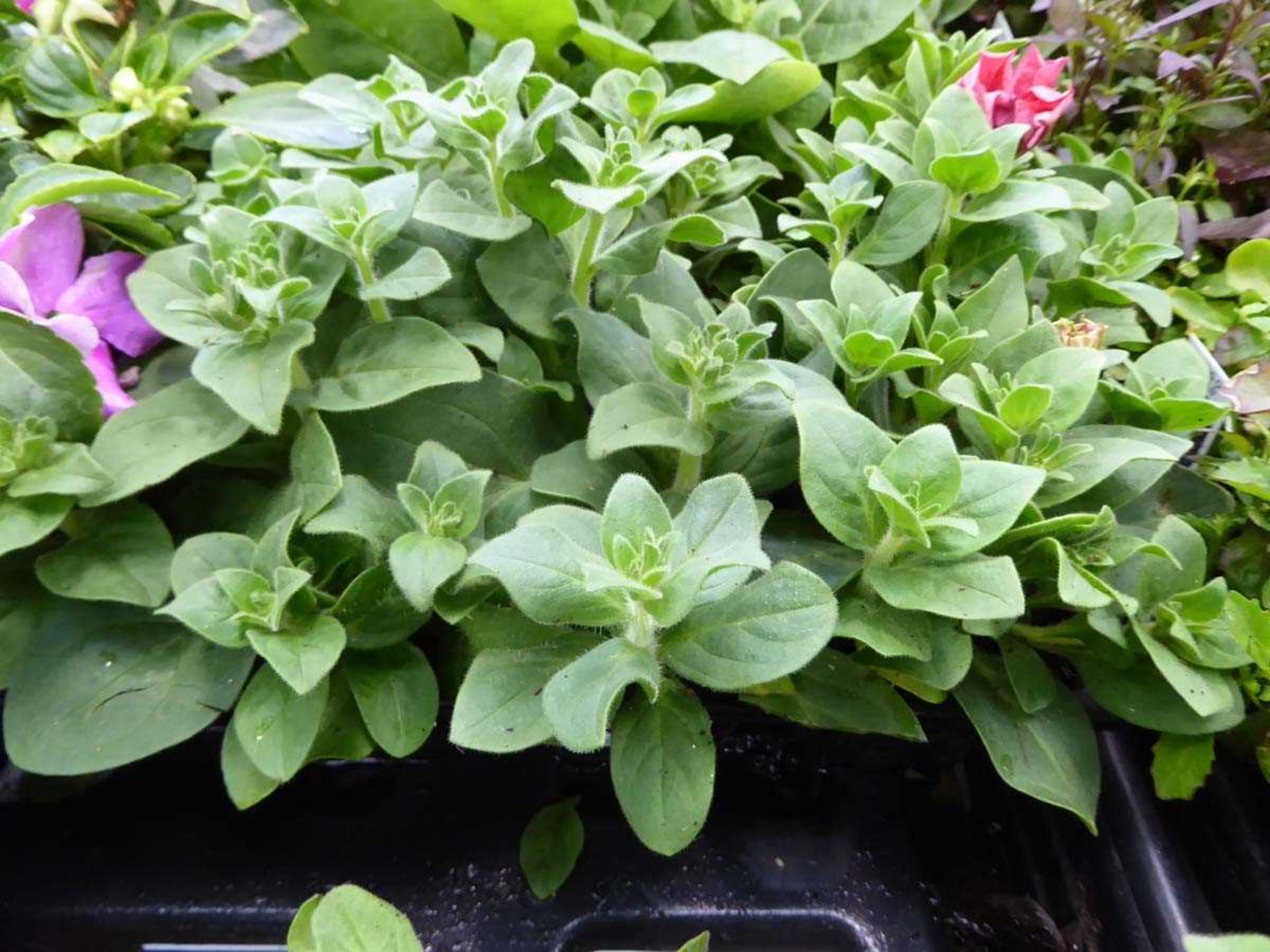 Tray of Petunias