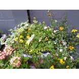 Tray of Perennials