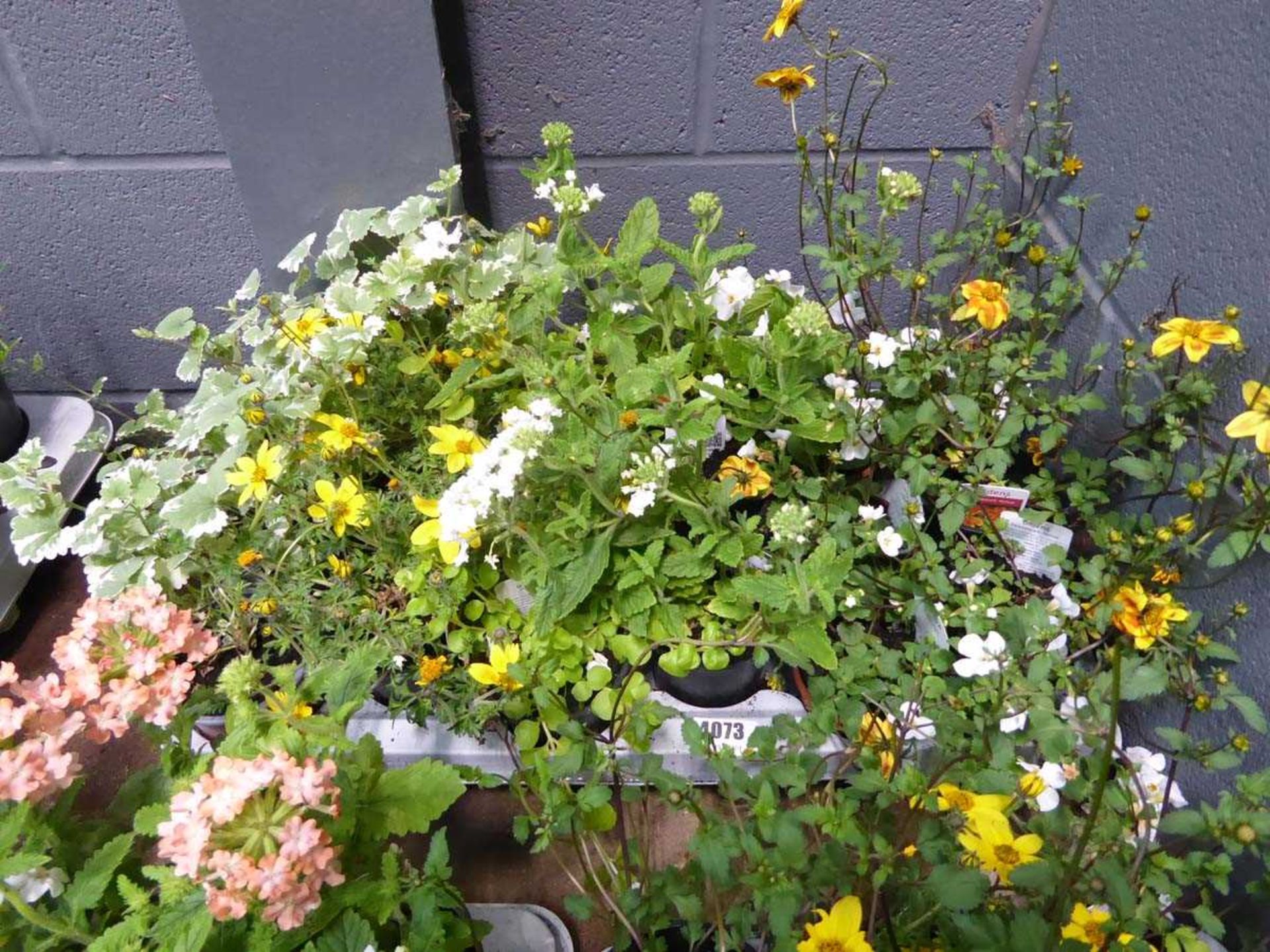 Tray of Perennials