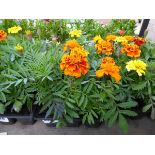 Tray of Marigolds