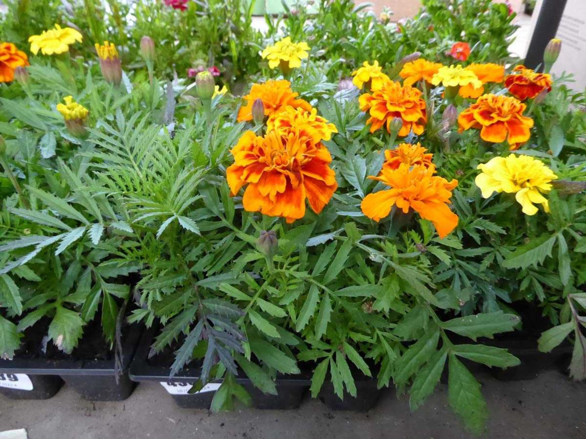 Tray of Marigolds