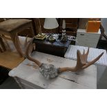 Pair of moose antlers