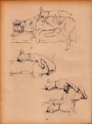 Cecil Aldin Original Vintage 88 Years Old Illustration How to Draw Dogs-5.
