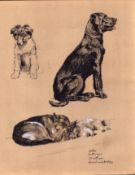 Cecil Aldin Dog Illustrations Retriever Alsatian Collie Keeshund-26.
