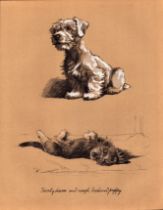 Cecil Aldin 1934 Vintage Dog Illustrations Rough Daschund Puppy-15.