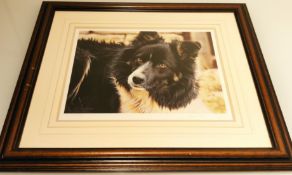 Renowned Steven Townsend Signed Bill The Collie Limited Edition Print.