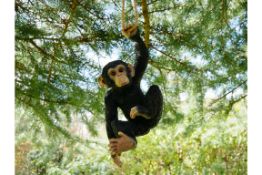 Hanging Monkey Ornament
