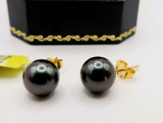 Cultured Pearl Stud Earrings Gold on Sterling Silver New with Gift Pouch