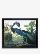 Tropical Bird II Audubon Framed Print 56 x 46cm Blue 14/10 70