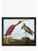 John James Audubon - 'Tropical Bird I' Framed Print 56 x 46cm Multi 8/16 300A