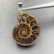 AMO-65, Natural Ammonite Fossil Pendant.