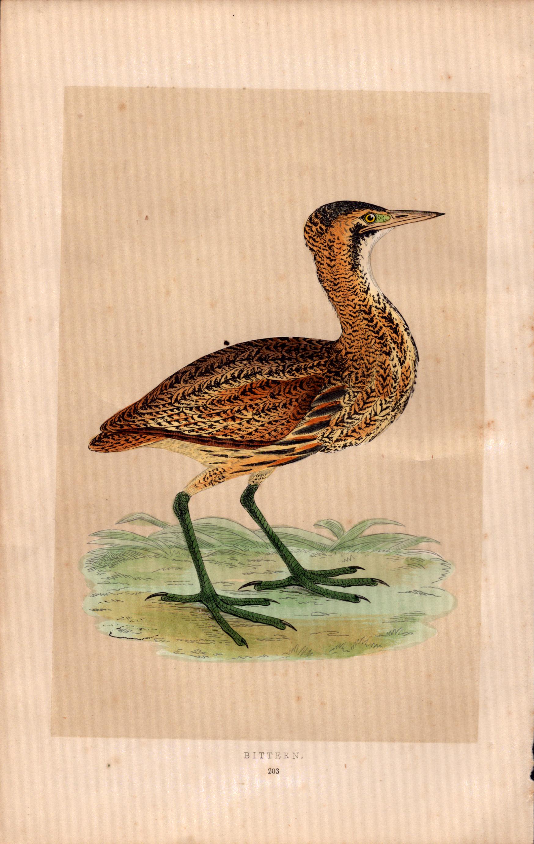 Bittern Rev Morris Antique History of British Birds Engraving.